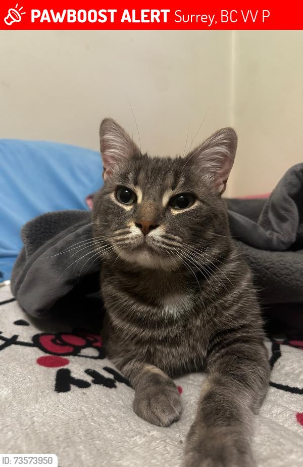 Lost Male Cat last seen La Matheson secondary, Surrey, BC V3V 1P9