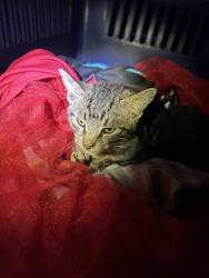 Shelter Stray Male Cat last seen Manning Ave & S Bryan Ave, Fresno Zone Fresno CO 1A 93706, CA, 1510 W Dan Ronquillo Dr, Fresno, CA 93706, USA