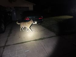 Reunited Male Dog last seen S heights street Crowley tx, Crowley, TX 76036