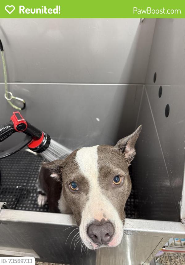 Reunited Female Dog last seen Franciscan Ave, Stockton, CA 95210