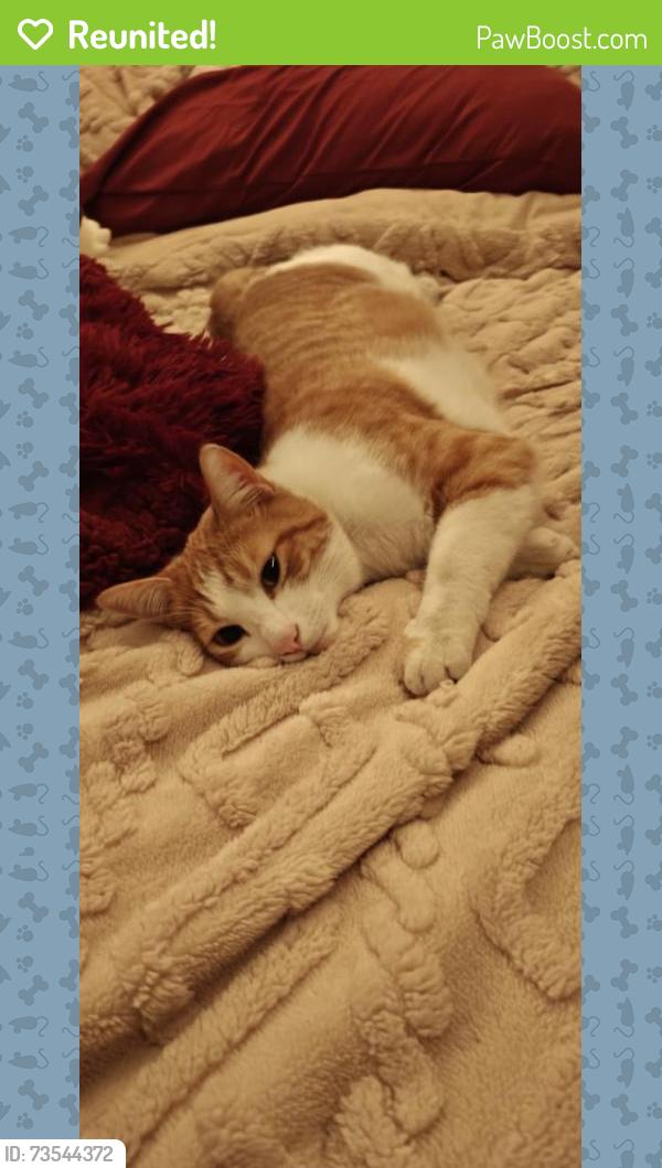 Reunited Male Cat last seen Crowley Road, Edgecliff Village, TX 76134