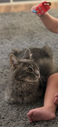Lost Male Cat last seen Shultz ELEMENTARY, Delaware, OH 43015