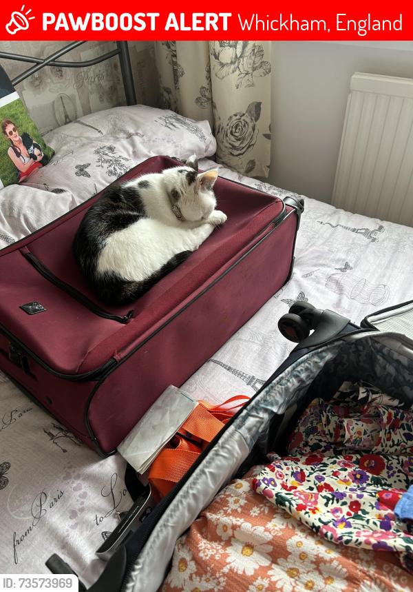 Lost Female Cat last seen Glendale ave, Whickham, England 