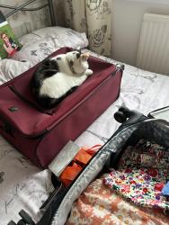 Lost Female Cat last seen Glendale ave, Whickham, England 
