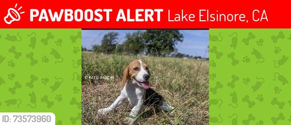 Lost Male Dog last seen Pottery and Ellis Street, Lake Elsinore, CA 92530
