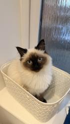 Lost Female Cat last seen Kingswood park, Kingswood, England 