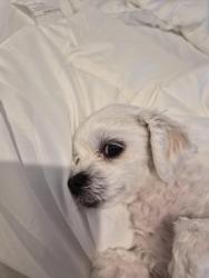 Lost Female Dog last seen Near Kayjay st, Riverside, CA 92503