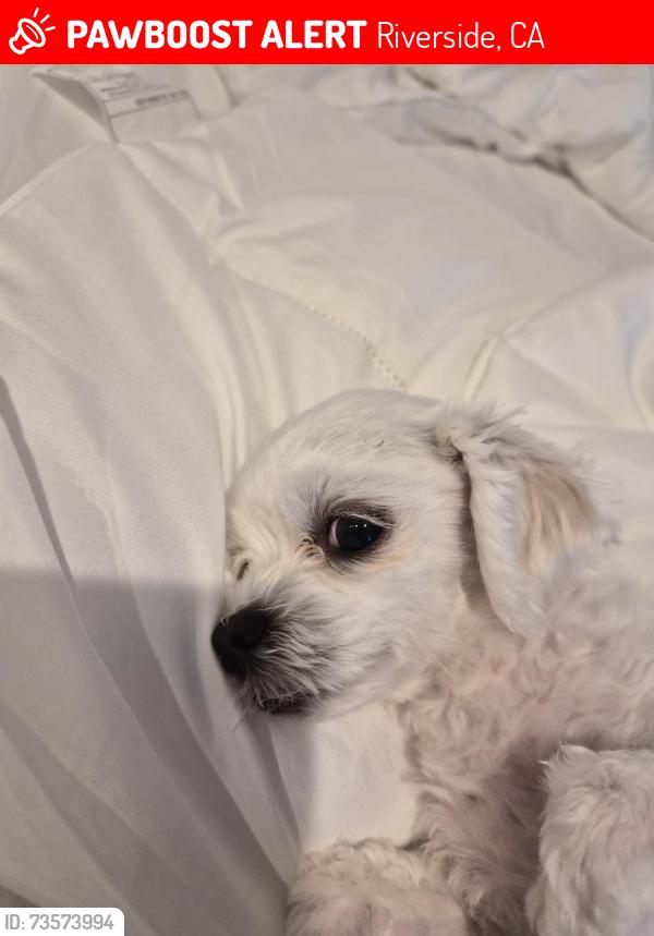 Lost Female Dog last seen Near Kayjay st, Riverside, CA 92503