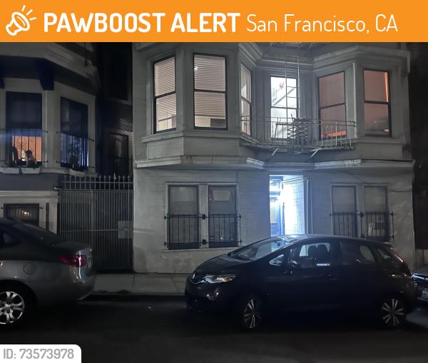 Found/Stray Unknown Cat last seen Austin St between Franklin & Gough, San Francisco, CA 94109