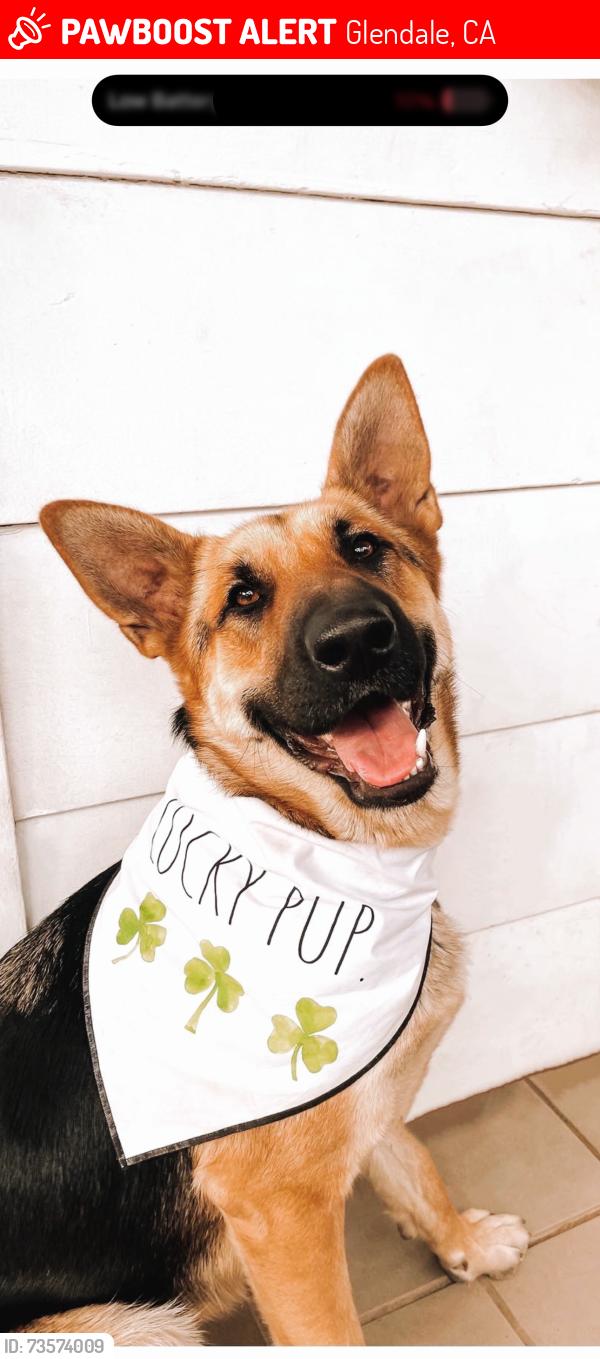 Lost Female Dog last seen Not sure, Glendale, CA 91205