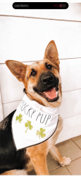 Lost Female Dog last seen Not sure, Glendale, CA 91205