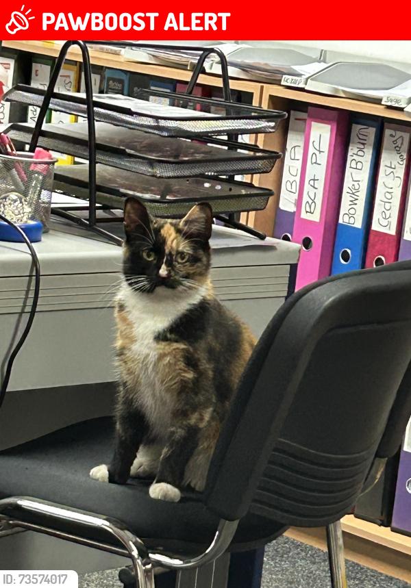 Lost Female Cat last seen Canterbury Street Blackburn, Blackburn with Darwen, England BB2 2HP