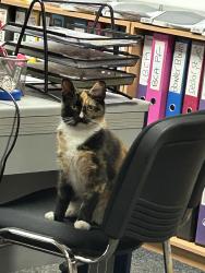 Lost Female Cat last seen Canterbury Street Blackburn, Blackburn with Darwen, England BB2 2HP