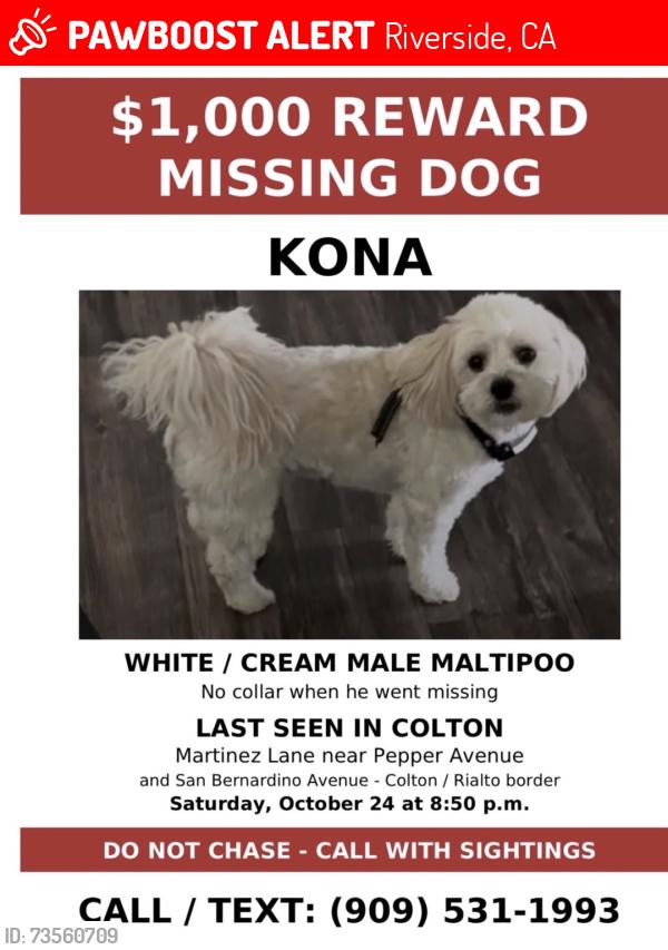 Lost Male Dog last seen Del Carmen Dr., Colton, CA 92324, Riverside, CA 92503