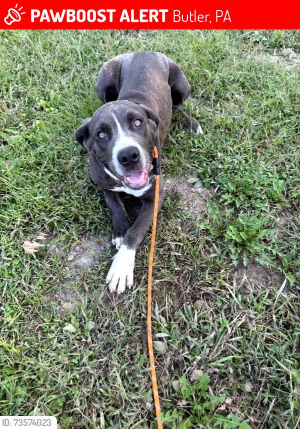 Lost Female Dog last seen Saxonburgh road and Lindsey road, Butler, PA 16002