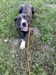 Lost Female Dog last seen Saxonburgh road and Lindsey road, Butler, PA 16002