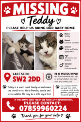 Lost Male Cat last seen Brockwell park, Greater London, England SW2 2DD