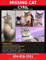 Lost Male Cat last seen last seen sunbury park, Delta, BC V4C 2L7