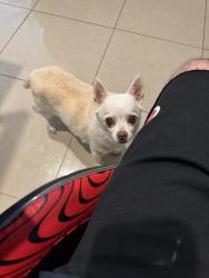 Lost Male Dog last seen Near Milander Park, Hialeah, FL 33012