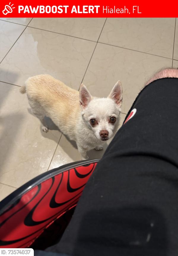 Lost Male Dog last seen Near Milander Park, Hialeah, FL 33012