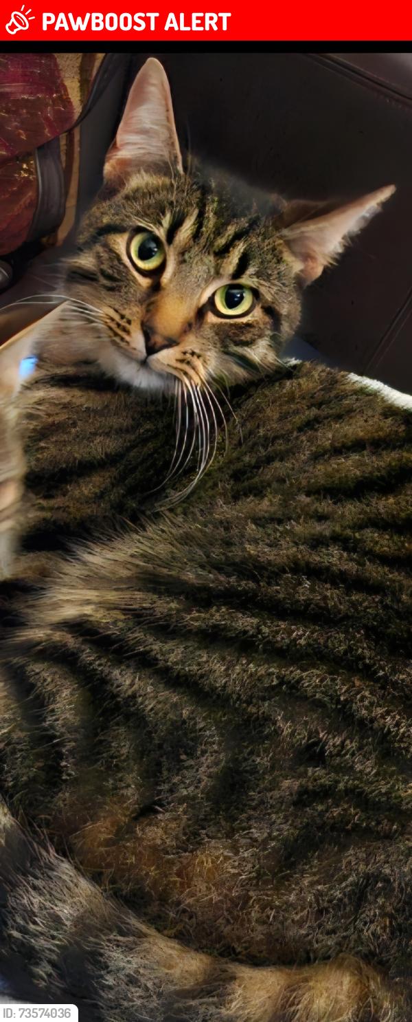 Lost Male Cat last seen Hen Goleg, College Fields Close, Vale of Glamorgan, Wales CF62 8LF