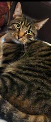 Lost Male Cat last seen Hen Goleg, College Fields Close, Vale of Glamorgan, Wales CF62 8LF