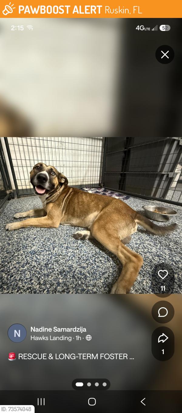 Found/Stray Male Dog last seen Hawks landing, Ruskin, FL 33570