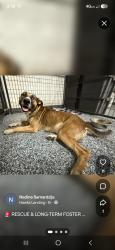 Found/Stray Male Dog last seen Hawks landing, Ruskin, FL 33570