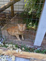 Lost Male Cat last seen Youpon Park and Youpon Street, Lake Jackson, TX 77566