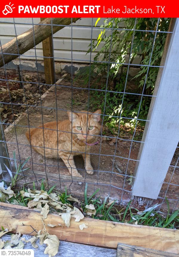 Lost Male Cat last seen Youpon Park and Youpon Street, Lake Jackson, TX 77566