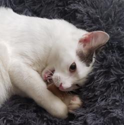 Lost Male Cat last seen Williams lake road and macey day lake road, Waterford Township, MI 48329