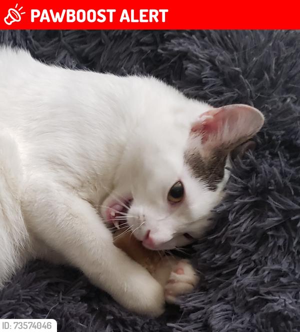 Lost Male Cat last seen Williams lake road and macey day lake road, Waterford Township, MI 48329