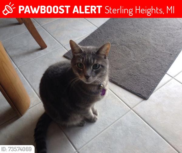 Lost Male Cat last seen Clinton river road, millers orchard, Sterling Heights, MI 48313