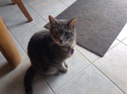 Lost Male Cat last seen Clinton river road, millers orchard, Sterling Heights, MI 48313