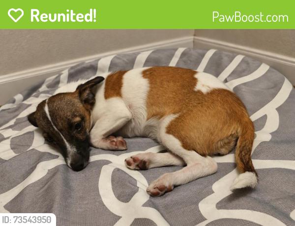 Reunited Female Dog last seen Near K St Sanger ca, Sanger, CA 93657