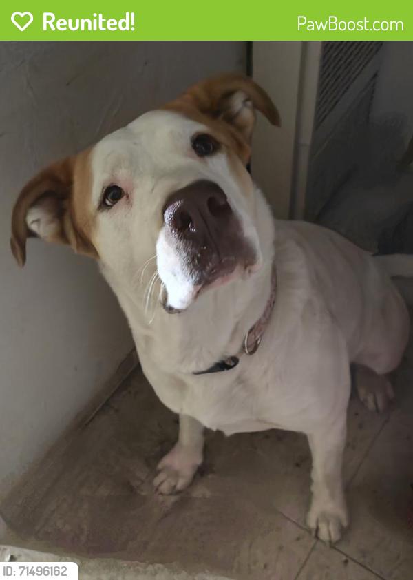Reunited Female Dog last seen North and Academy, Sanger, CA 93657