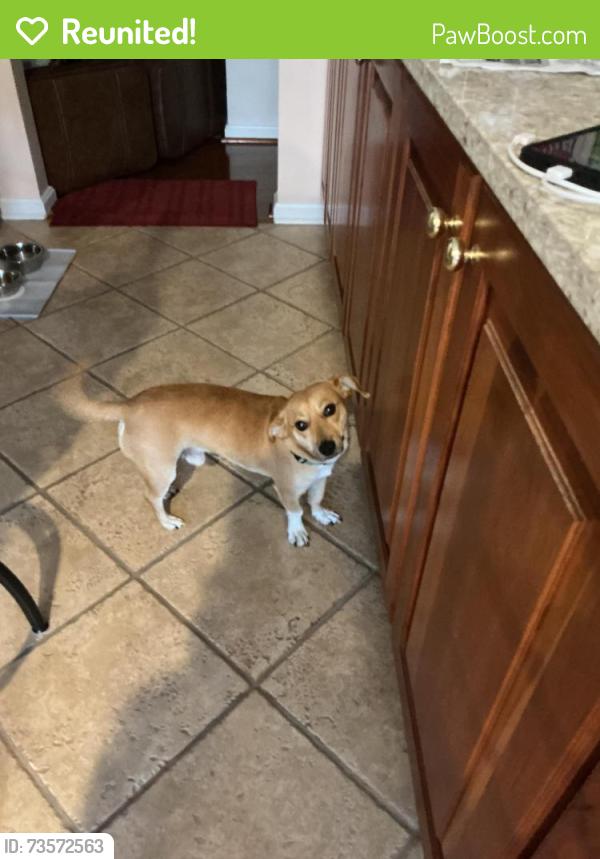 Reunited Male Dog last seen Roundwood Ridge Road and Rosslare Ridge. Down service road into woods, Mays Chapel, MD 21093