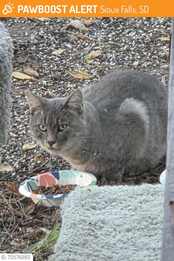 Found/Stray Unknown Cat last seen 16th Street SE, Sioux Falls, SD 57103