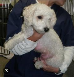 Found/Stray Unknown Dog last seen Powering and florin rd, Sacramento, CA 95820