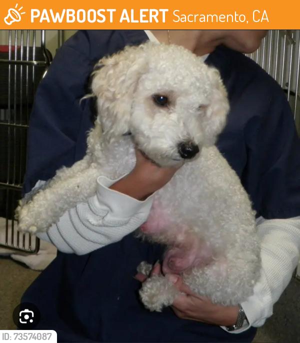 Found/Stray Unknown Dog last seen Powering and florin rd, Sacramento, CA 95820