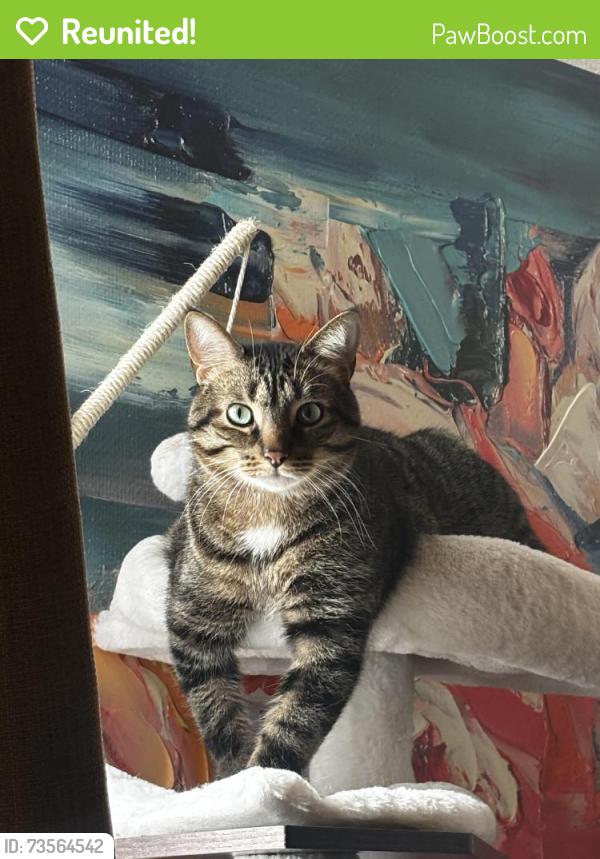 Reunited Male Cat last seen Plains/Coxwell, Toronto, ON M4J 2R3