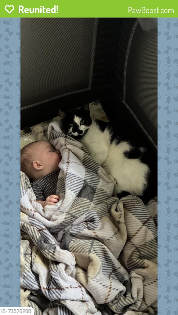 Reunited Female Cat last seen Lance court / regalwood, Jacksonville, NC 28546