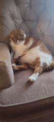 Lost Female Cat last seen Hardy Parkway, The Willows apmts, Grove City, OH 43123