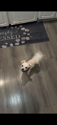 Lost Male Dog last seen near norland middle school, Miami Gardens, FL 33169