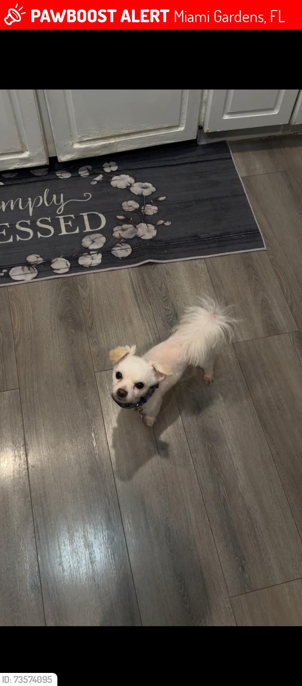 Lost Male Dog last seen near norland middle school, Miami Gardens, FL 33169