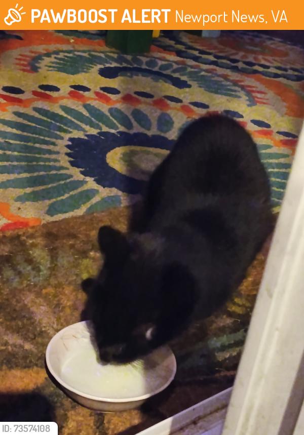 Found/Stray Unknown Cat last seen Leonard Lane, Newport News, VA 23601