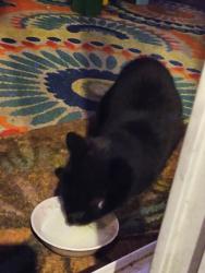 Found/Stray Unknown Cat last seen Leonard Lane, Newport News, VA 23601