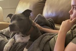 Lost Male Dog last seen Worthington, Westerville, OH 43082