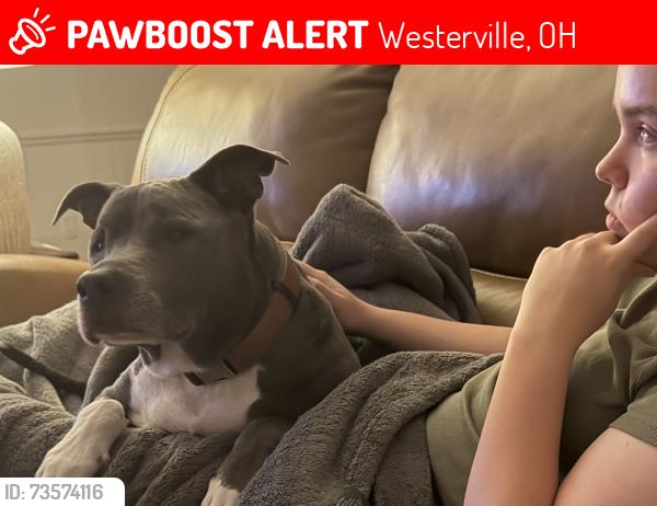 Lost Male Dog last seen Worthington, Westerville, OH 43082