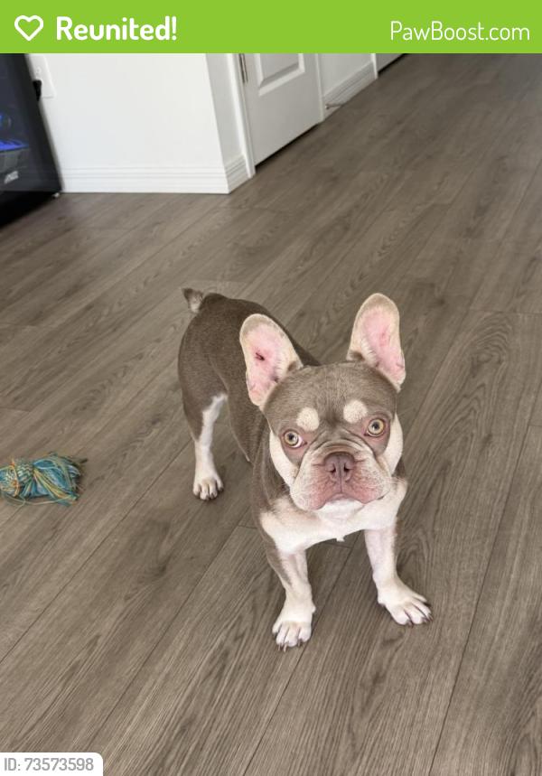 Reunited Male Dog last seen Near W Gandy Blvd, Tampa, FL 33611, USA, Tampa, FL 33611